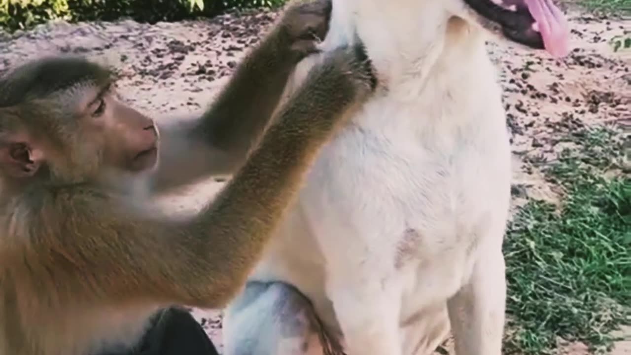 Funny animals video 📹