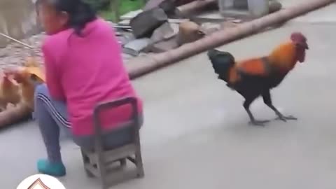 Funny animals