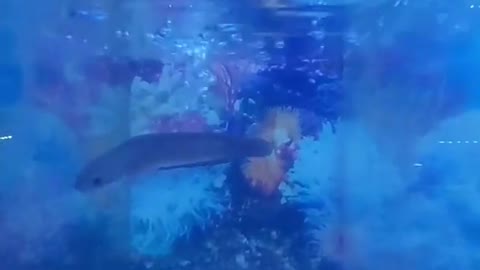THIS LITTLE CHANNA FISH IS MORE SILENT BUT THIS IS A BRAIN PREDATOR