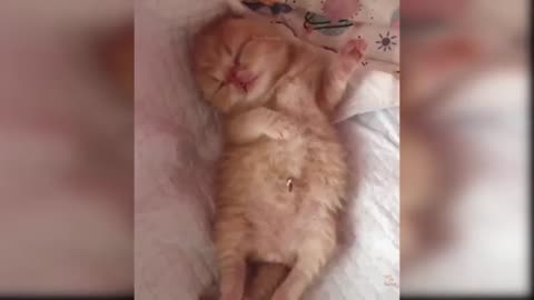Cute cat funny work