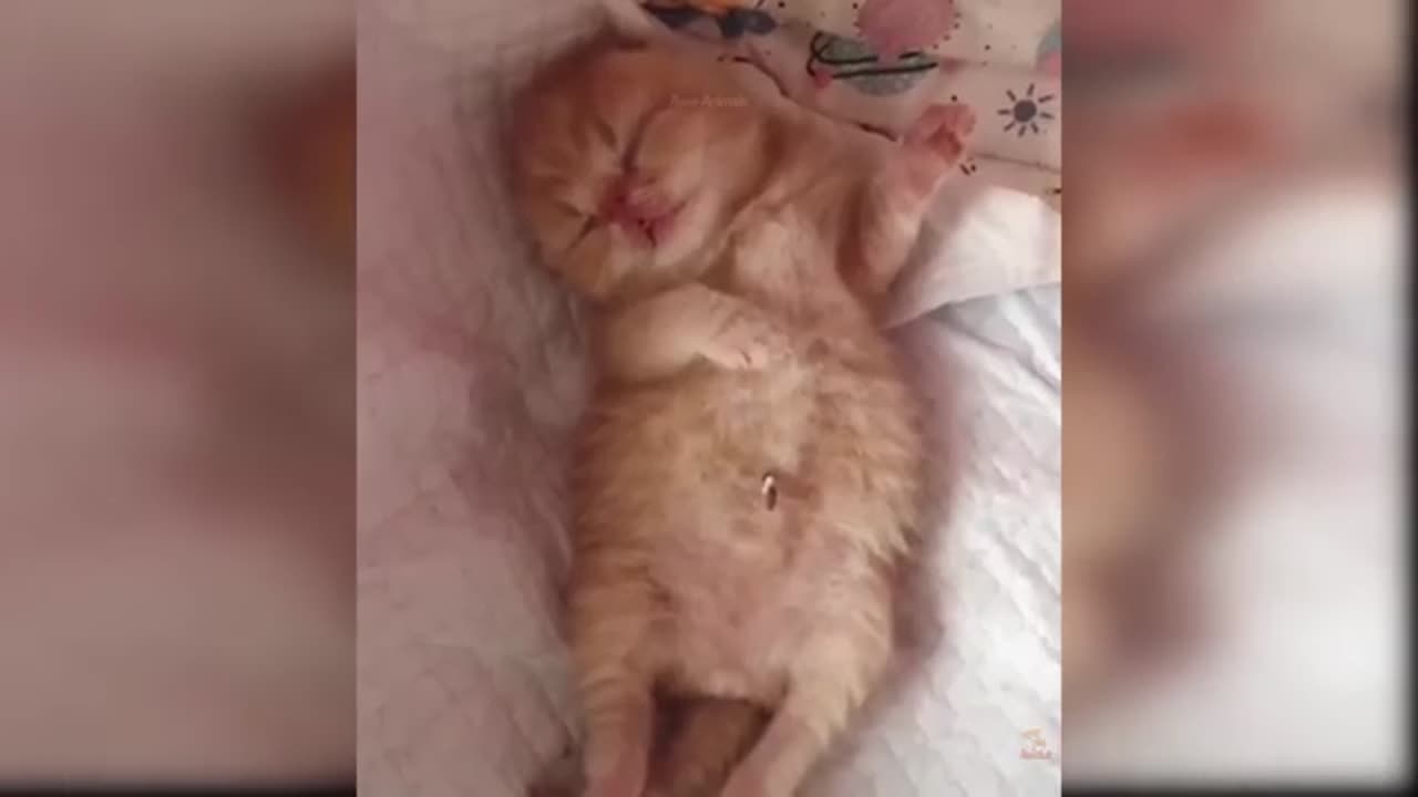 Cute cat funny work