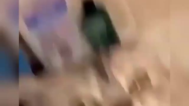 The funniest Dogs and Cats - Amazing videos with funny pets The cat is doing exercises