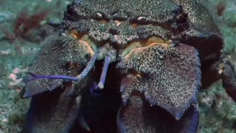 This is a beautiful and charming water-dwelling species