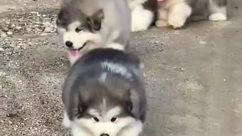 Did you see that these are five very cute huskies walking in line