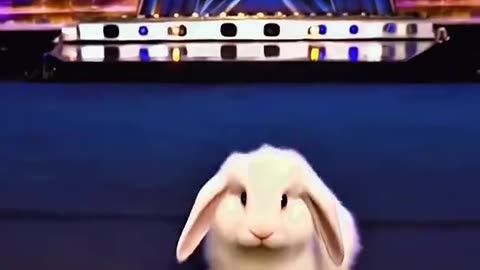 Funny animal
