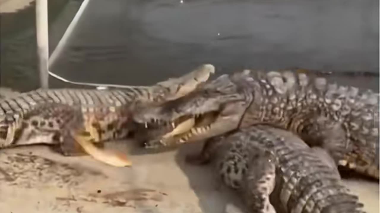 animal cute moments 😂😂 #dog #funny #funnyvideos #animals #pet