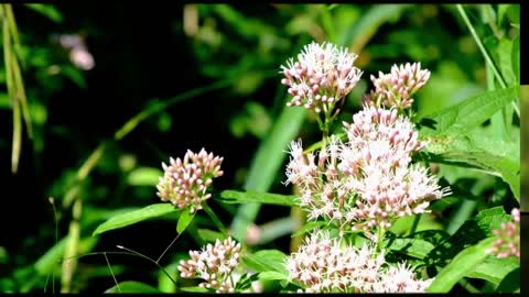 beautiful Butterfly videos