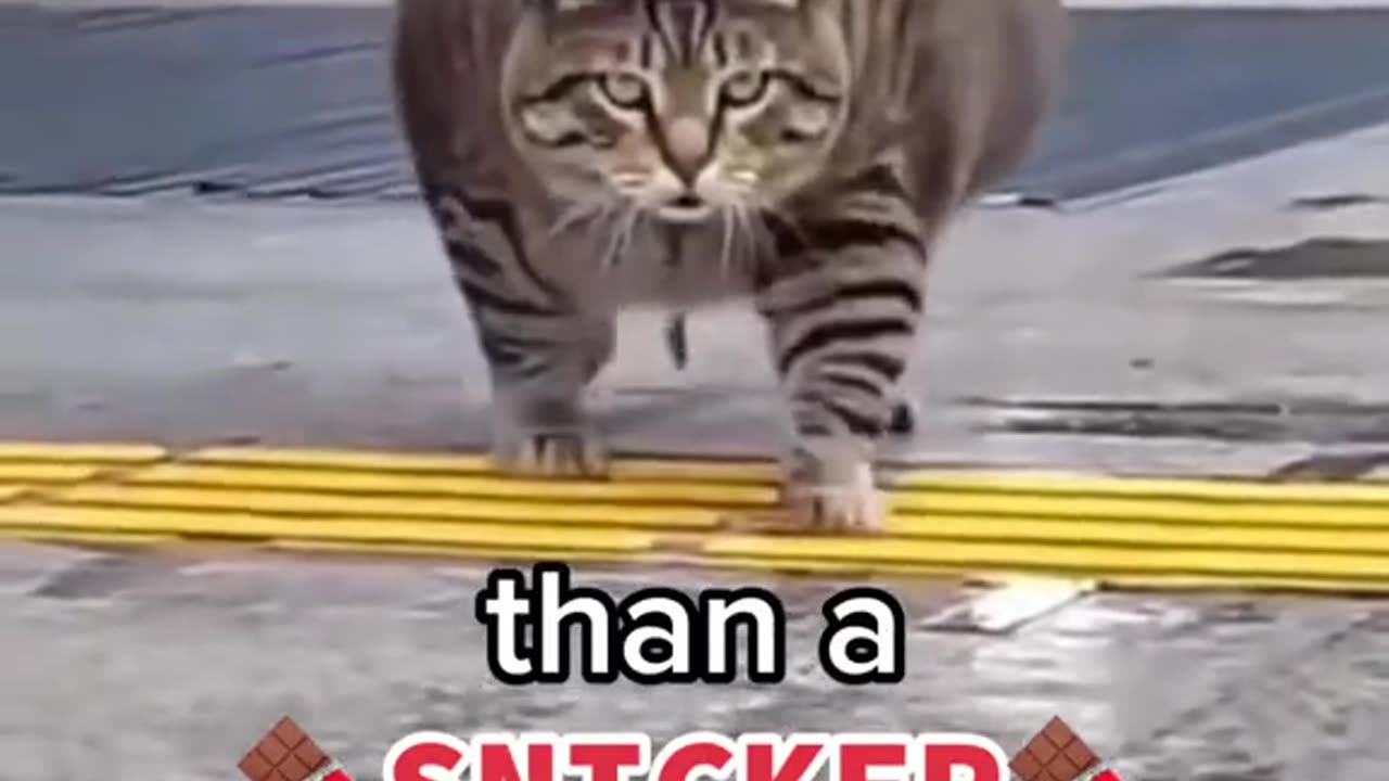 Thicker than a snicker Cats (funny)
