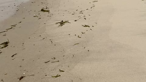 Damp Beach