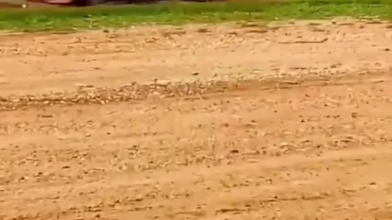 Funny videos