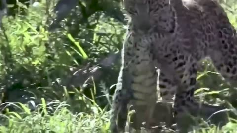 Eagles React To Leopards Attack and What Happens Next🙄🙄