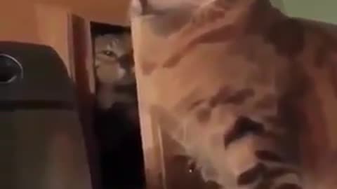 Cat slaps another cat
