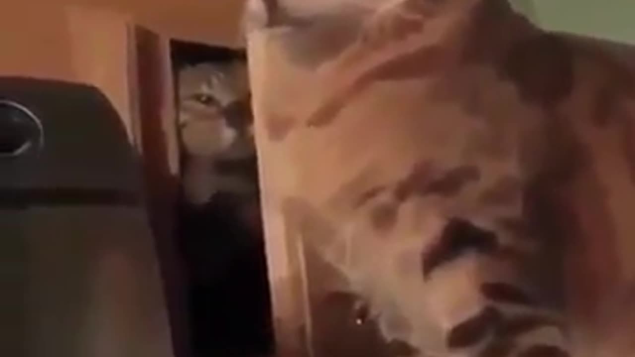 Cat slaps another cat