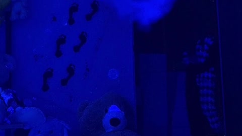 Teddy Prank Halloween