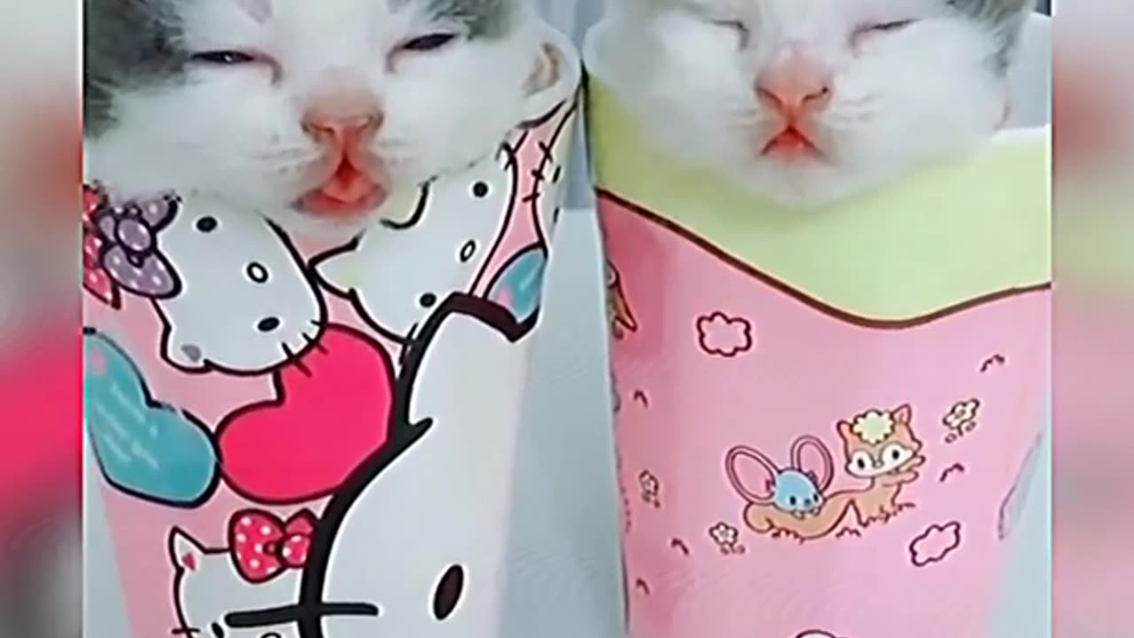Baby Cats - Funny and Cute Cat Videos ✓ Compilation #cute_cat
