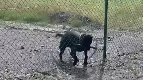 Dog with no brain but