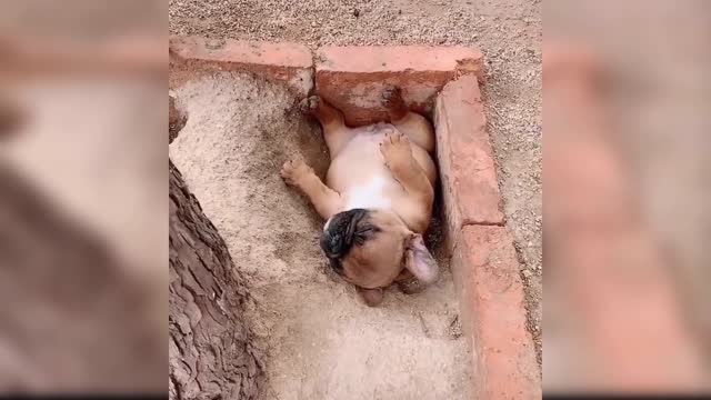 Baby Dogs: Sixth Compilation of Cute and Funny Dog Videos | Aww Animals