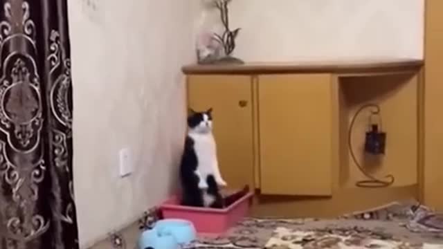 Funny animal videos