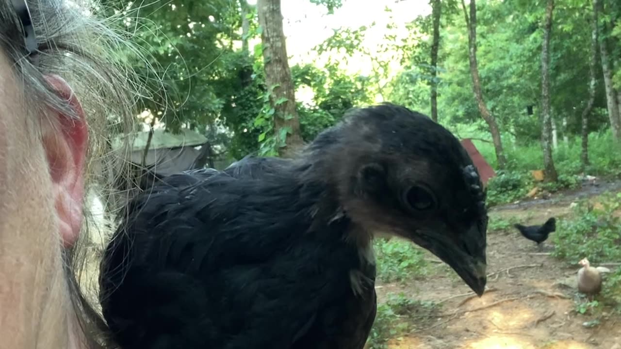 Chick on Shoulder (Episode: Don’t poop on me!!)