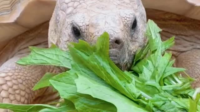 there’s something so soothing about listening to him eat