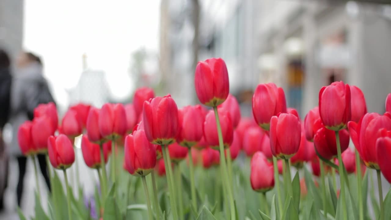 Beautiful flowers