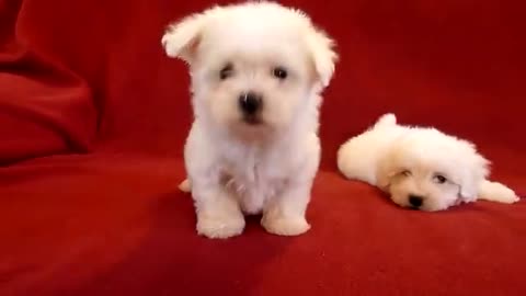 PUI BICHON MALTESE