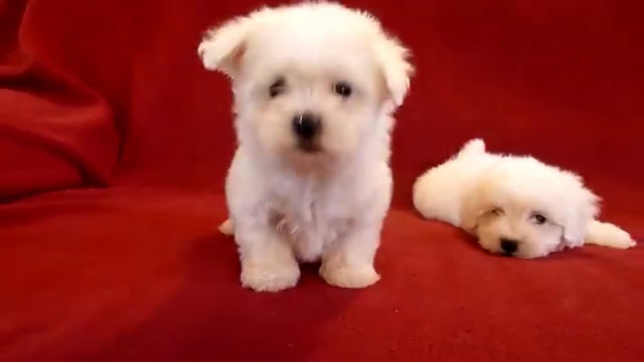 PUI BICHON MALTESE