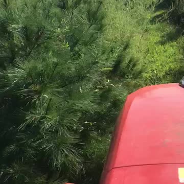Into the thick of it at our tree farm