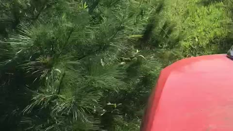 Into the thick of it at our tree farm