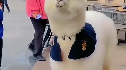 Animal Beautiful