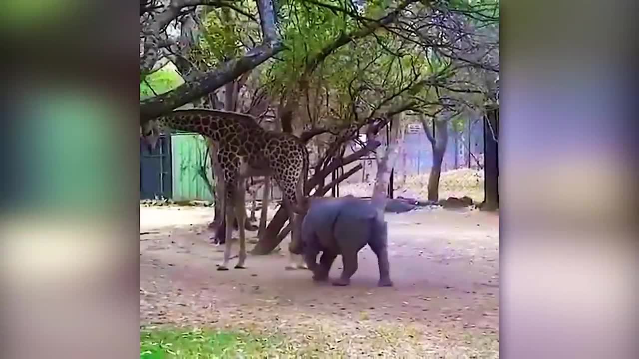 Rhinos and Giraffes