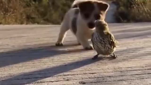 cute puppy plays with sparrow