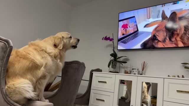 Confused Golden Retriever Recognized the German Shepherd Rocky on TV!