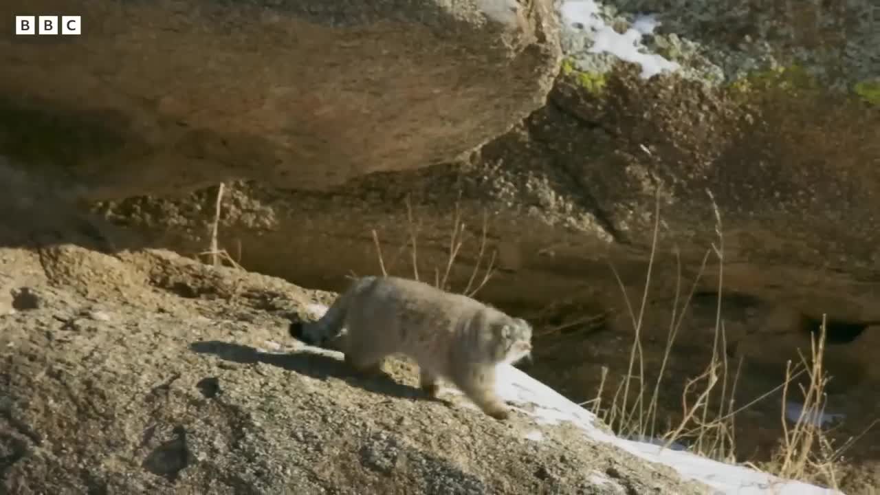 World’s Grumpiest Cat I Frozen Planet II I BBC Earth