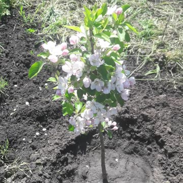 Small blooming apple tree