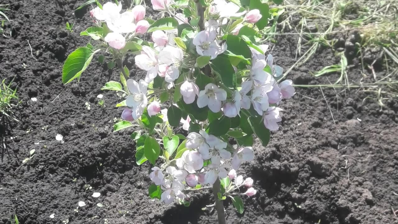 Small blooming apple tree