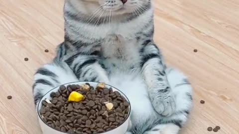 Funny Cats videos.😬😬