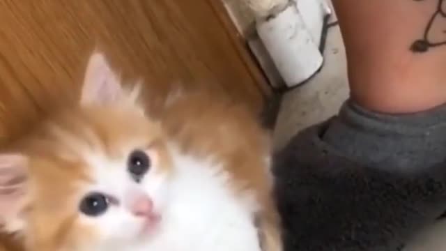 Cat Funny Videos...(Why he so cute 😭 😂🔥) #catlove#love