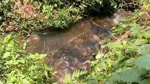 River sound in forest - relax sound