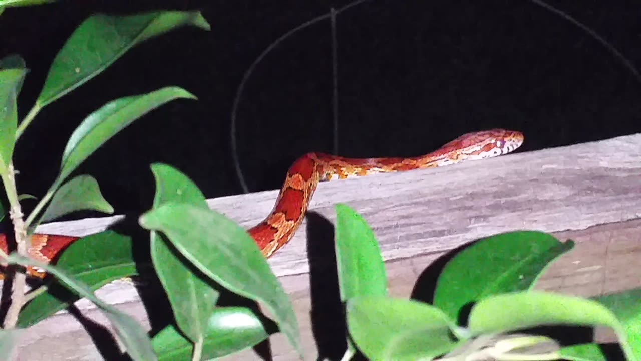 Snake Cruising Around Our Porch