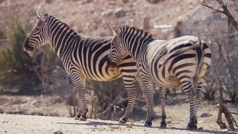 Zebra