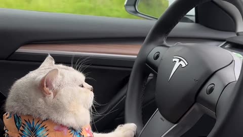 Cat Driving Tesla