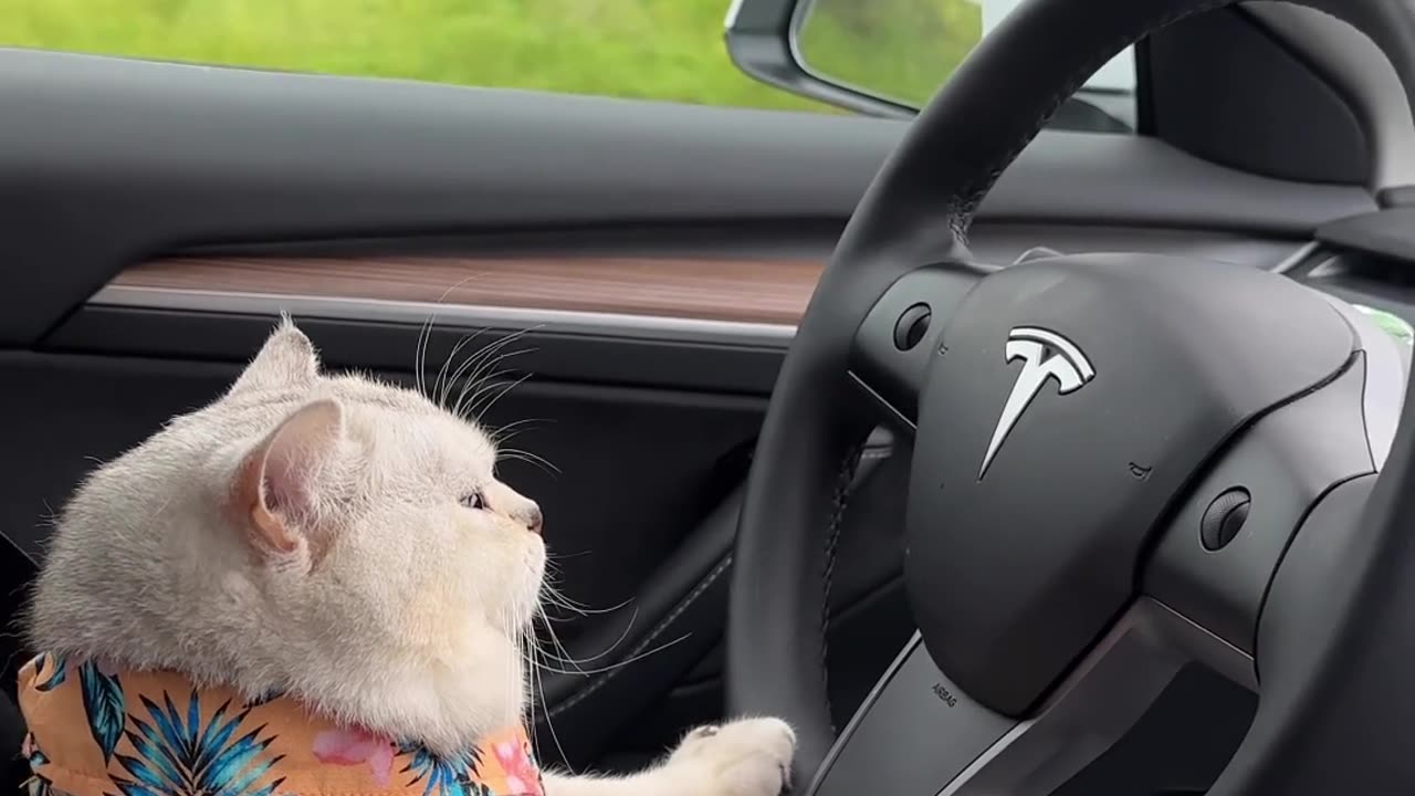 Cat Driving Tesla