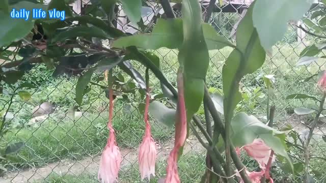 Do you know what flowers are | daily life vlog