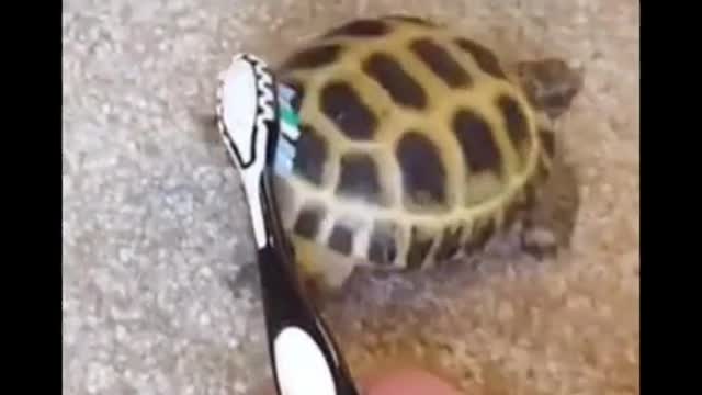 Funny videos of animals part 126