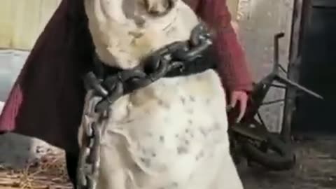 Lion Sized Dog