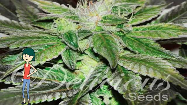Sugar Candy - Delicious Seeds