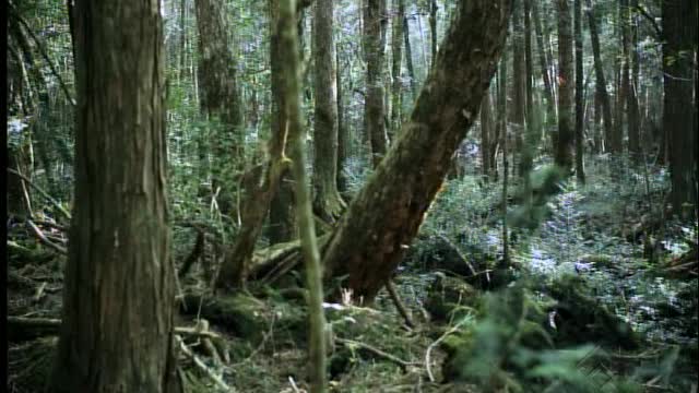 Japanese Suicide Manual