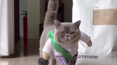 The Majestic Walk of a Gorgeous Cat.