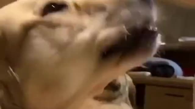 Calm and Anoying dog funny Reaction 🤣🤣